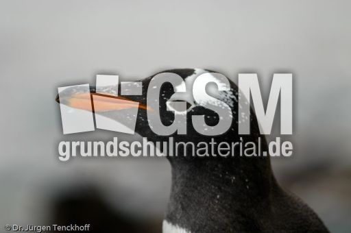 Eselspinguin (54 von 97).jpg